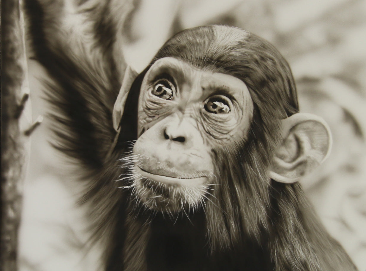 Online Beginner Academy for Aspiring Airbrush Artists