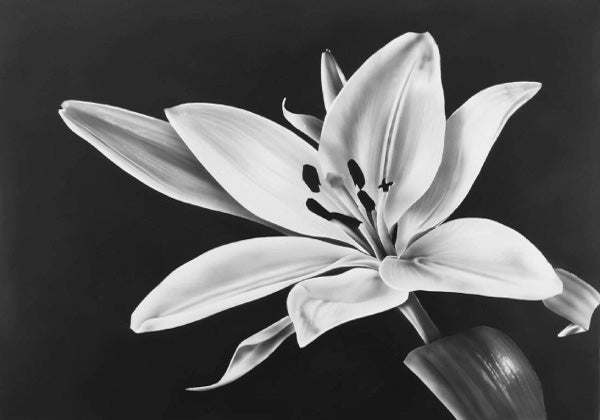 Online Beginner Academy for Aspiring Airbrush Artists